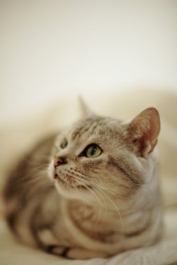 american shorthair cat