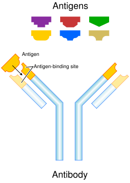 antibody