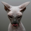 sphynx cat