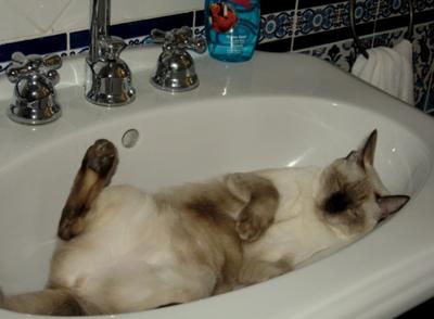 Siwa enjoying the coolness of the basin in the mid day heat Siwa enjoying the coolness of the basin in the mid day heat