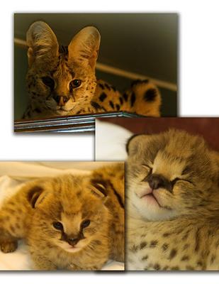 serval cats for sale