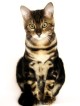 bengal cat