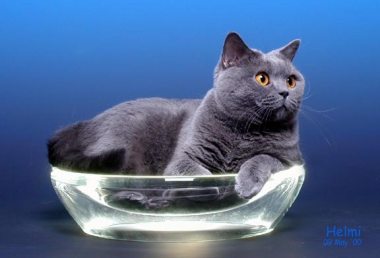 blue British Shorthair cat