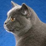 british shorthair
