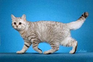 British Shorthair semi-cobby body shape