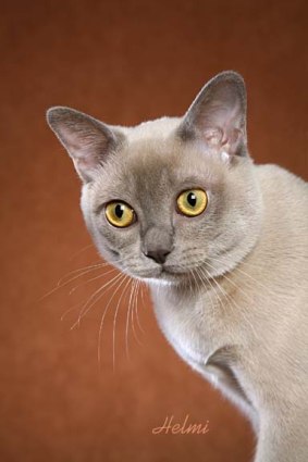Burmese Cat