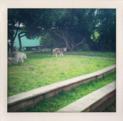 Coyote in garden - Photo: by Librarian Avenger (Flickr). The photographer says the coyote was Coyote in garden - Photo: by Librarian Avenger (Flickr). The photographer says the coyote was