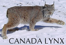 Canada lynx in snow