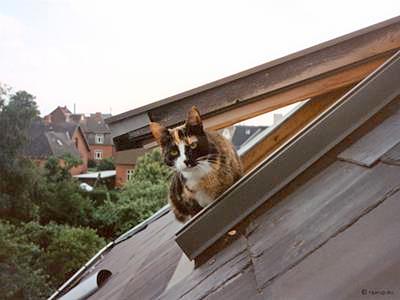 Carl on top of the world Carl on top of the world