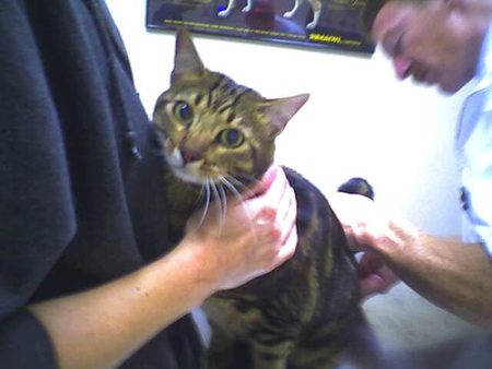 cat at vet