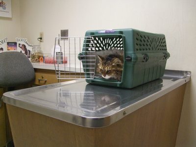cat at vets