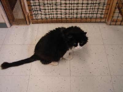 cat constipated - pictures of cats