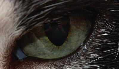 cat eye