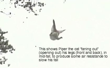 cat falling