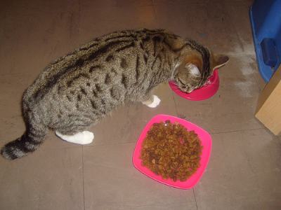 dry cat food
