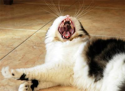 This cat with healthy gums has black pigment on the roof of the mouth - photo by Aki Jinn (see base of page for link) This cat with healthy gums has black pigment on the roof of the mouth - photo by Aki Jinn (see base of page for link)