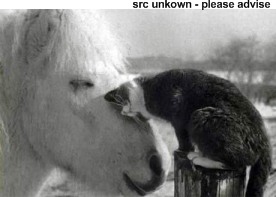 cat and horse cat and horse