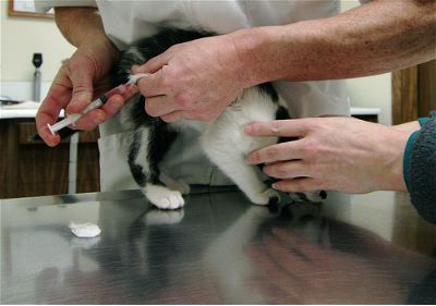 cat injection