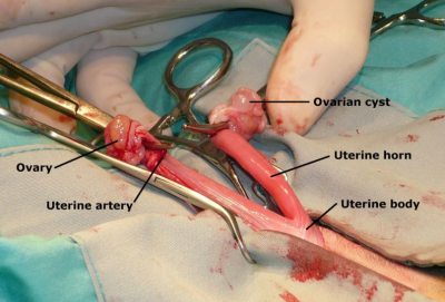 cat spaying operation