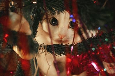 Photo by Ambrosio Photography - this is not the cat referred to. Photo by Ambrosio Photography - this is not the cat referred to.