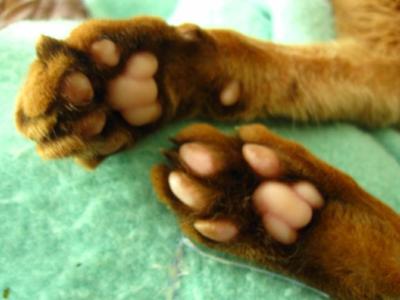 Mushu's front declawed paw pads are hard, dark, irritated, and misshaped. Mushu's front declawed paw pads are hard, dark, irritated, and misshaped.