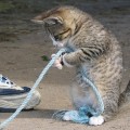 kitten with rope