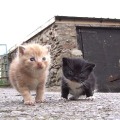kittens on farm