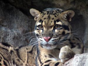 Clouded leopard