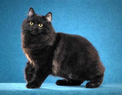 cymric cat