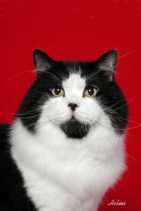 cymric cat