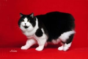 cymric cat
