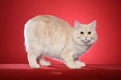 cymric cat