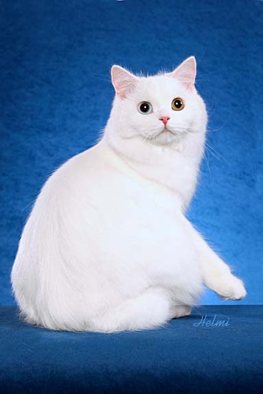 Cymric cat