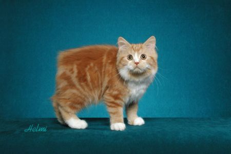 cymric cat