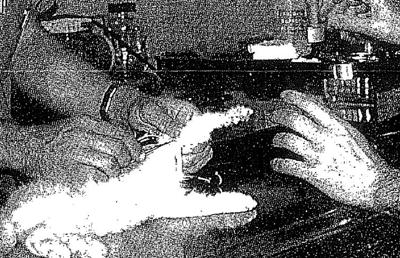 Michael added the picture - Declawing Turns Good Cats to Bad Michael added the picture - Declawing Turns Good Cats to Bad