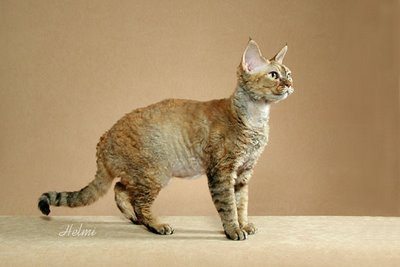 Devon Rex Cat