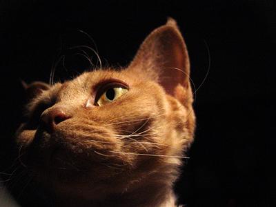 Devon Rex cat by The Flooz - no known associations between this cat and the diseases referred to. Devon Rex cat by The Flooz - no known associations between this cat and the diseases referred to.