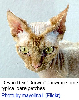 Devon Rex cat