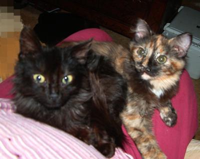 Cassie and Mandy spayed Cassie and Mandy spayed