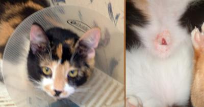 Lola's ruptured incision Lola's ruptured incision