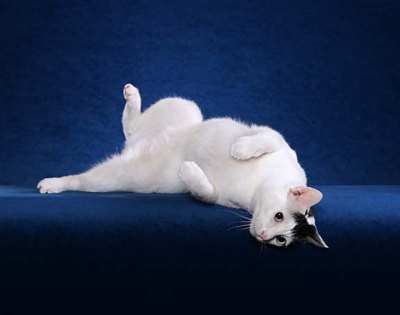 domestic mixed breed cat