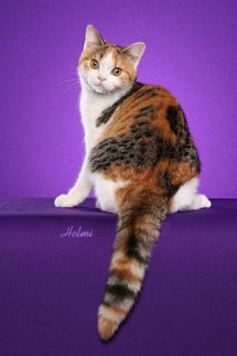 domestic cat moggie