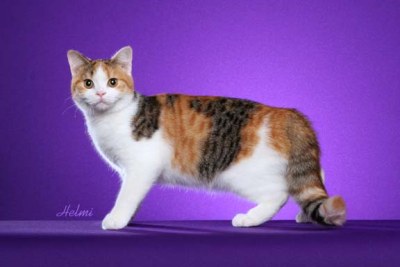 domestic cat