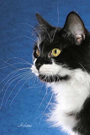 domestic cat