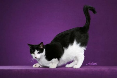 domestic cat moggie