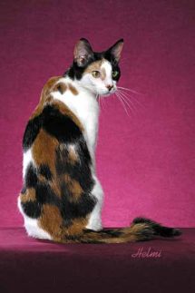 domestic cat moggie