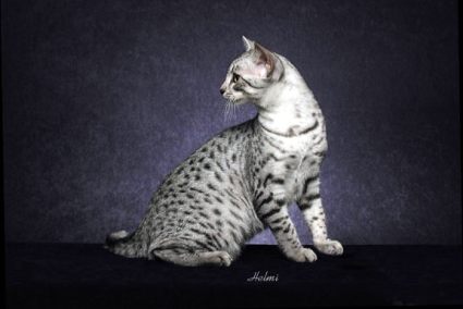 Egyptian Mau Cat