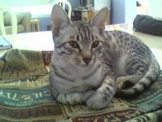 Egyptian Mau