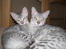 Egyptian Mau