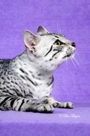 Egyptain Mau profile